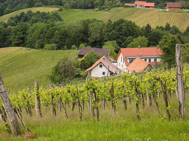 Das Weingut